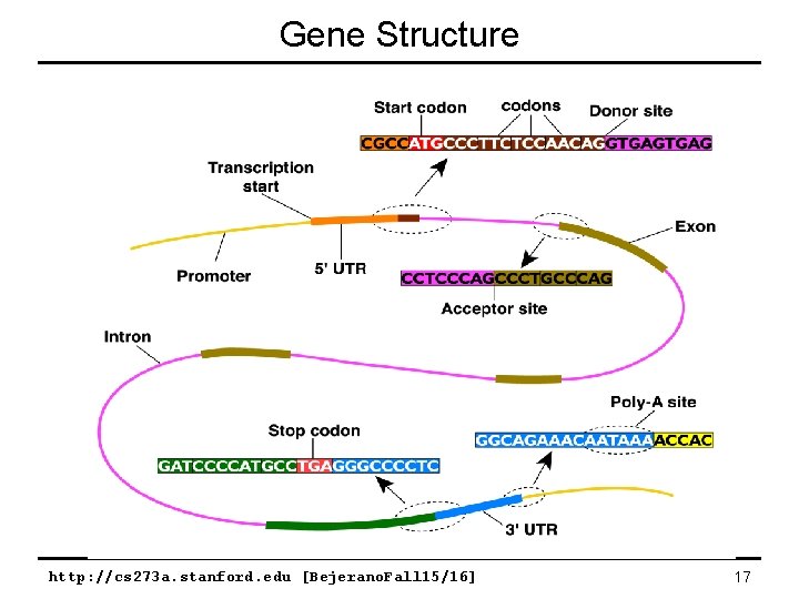 Gene Structure http: //cs 273 a. stanford. edu [Bejerano. Fall 15/16] 17 