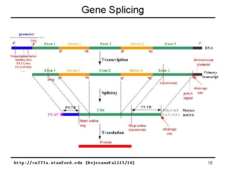 Gene Splicing http: //cs 273 a. stanford. edu [Bejerano. Fall 15/16] 18 