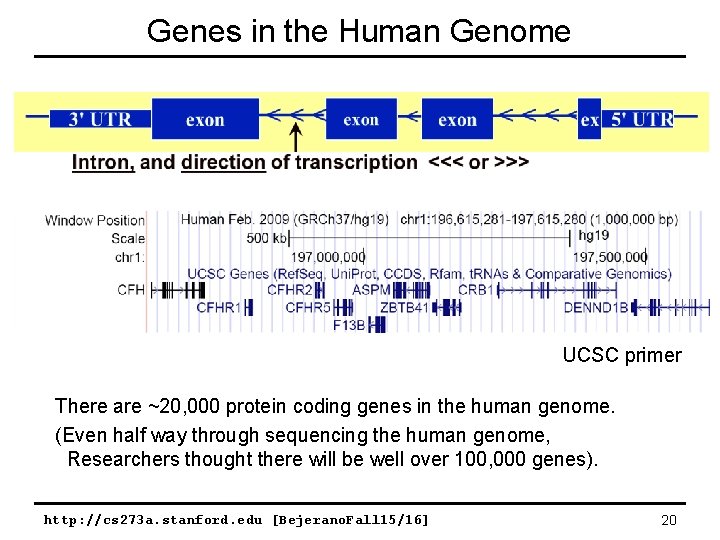 Genes in the Human Genome UCSC primer There are ~20, 000 protein coding genes Genes in the Human Genome UCSC primer There are ~20, 000 protein coding genes