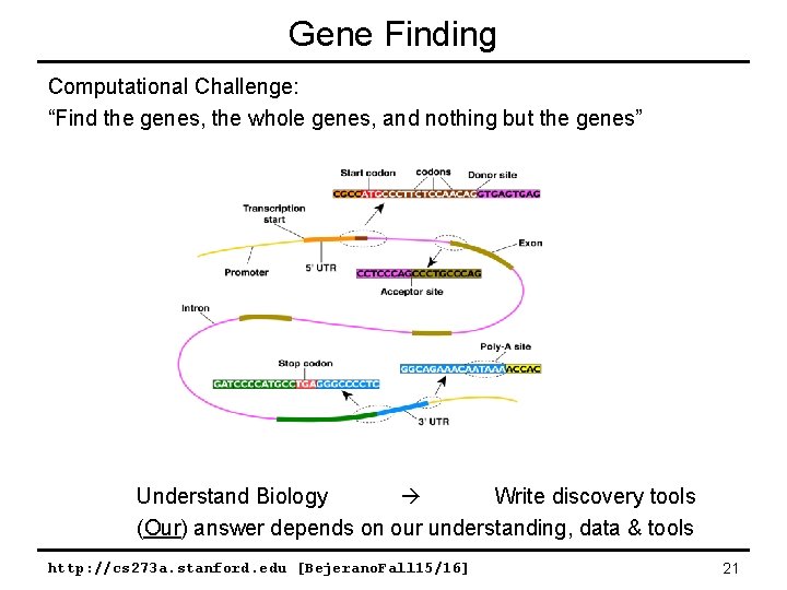 Gene Finding Computational Challenge: “Find the genes, the whole genes, and nothing but the Gene Finding Computational Challenge: “Find the genes, the whole genes, and nothing but the