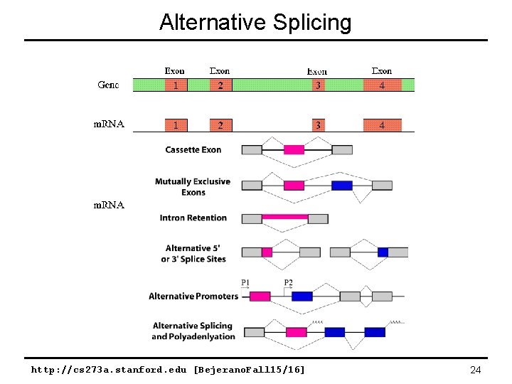 Alternative Splicing http: //cs 273 a. stanford. edu [Bejerano. Fall 15/16] 24 