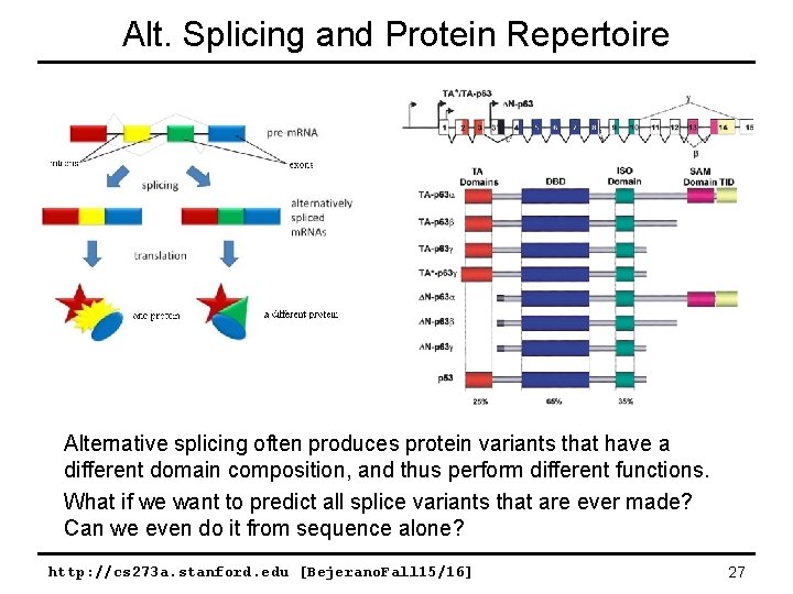 Alt. Splicing and Protein Repertoire Alternative splicing often produces protein variants that have a Alt. Splicing and Protein Repertoire Alternative splicing often produces protein variants that have a