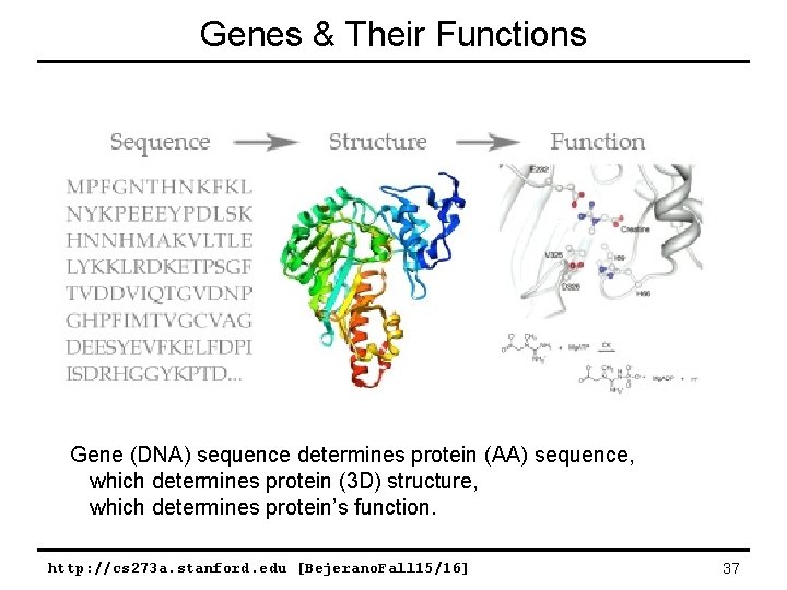 Genes & Their Functions Gene (DNA) sequence determines protein (AA) sequence, which determines protein Genes & Their Functions Gene (DNA) sequence determines protein (AA) sequence, which determines protein