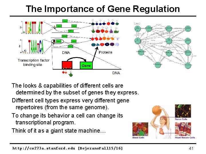 The Importance of Gene Regulation The looks & capabilities of different cells are determined The Importance of Gene Regulation The looks & capabilities of different cells are determined