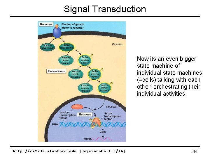 Signal Transduction Now its an even bigger state machine of individual state machines (=cells) Signal Transduction Now its an even bigger state machine of individual state machines (=cells)