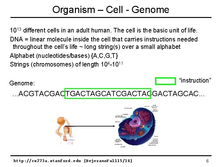 Organism – Cell - Genome 1013 different cells in an adult human. The cell Organism – Cell - Genome 1013 different cells in an adult human. The cell
