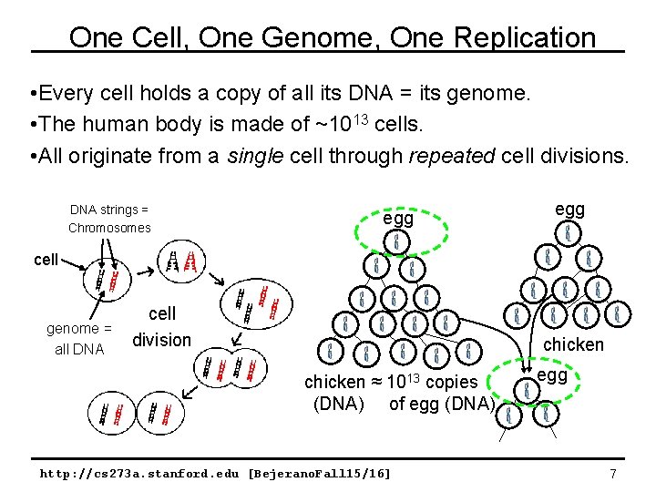 One Cell, One Genome, One Replication • Every cell holds a copy of all One Cell, One Genome, One Replication • Every cell holds a copy of all