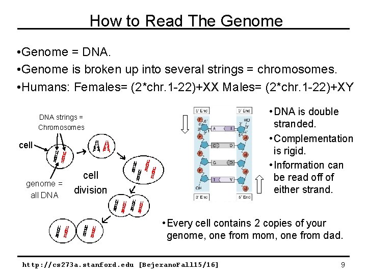 How to Read The Genome • Genome = DNA. • Genome is broken up How to Read The Genome • Genome = DNA. • Genome is broken up