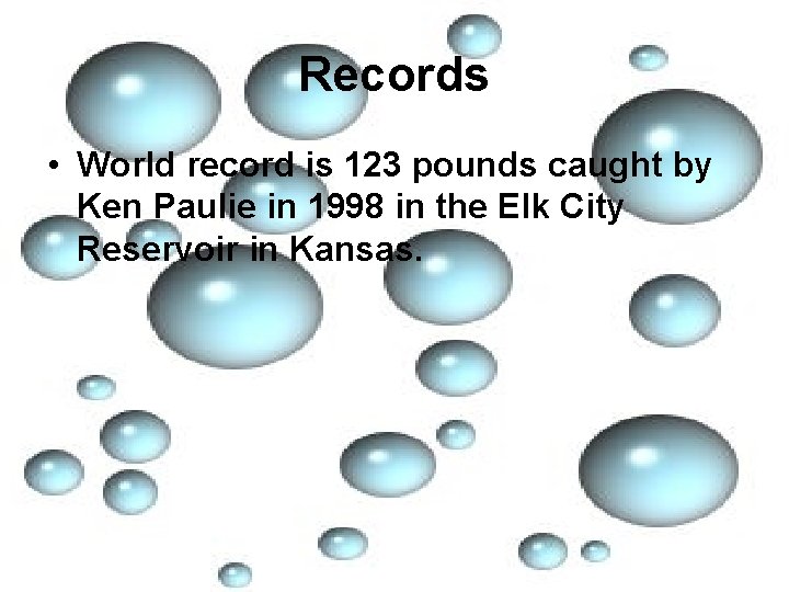 Records • World record is 123 pounds caught by Ken Paulie in 1998 in