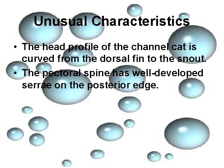 Unusual Characteristics • The head profile of the channel cat is curved from the