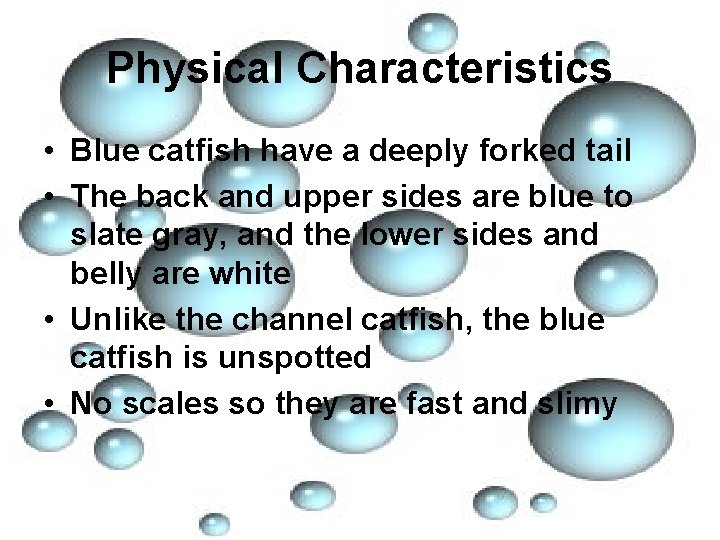 Physical Characteristics • Blue catfish have a deeply forked tail • The back and