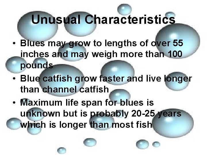 Unusual Characteristics • Blues may grow to lengths of over 55 inches and may
