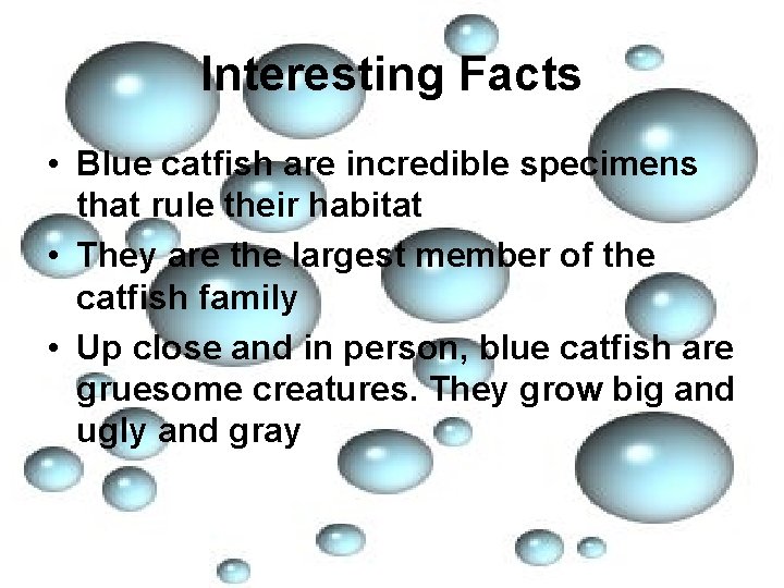 Interesting Facts • Blue catfish are incredible specimens that rule their habitat • They