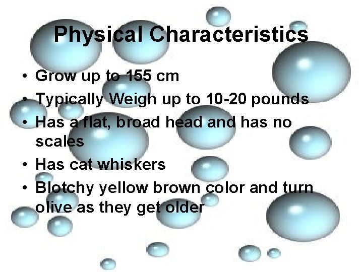 Physical Characteristics • Grow up to 155 cm • Typically Weigh up to 10
