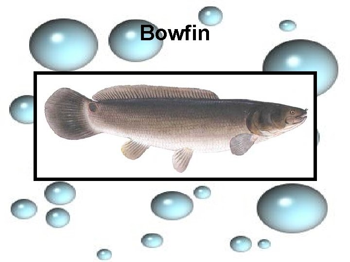 Bowfin 