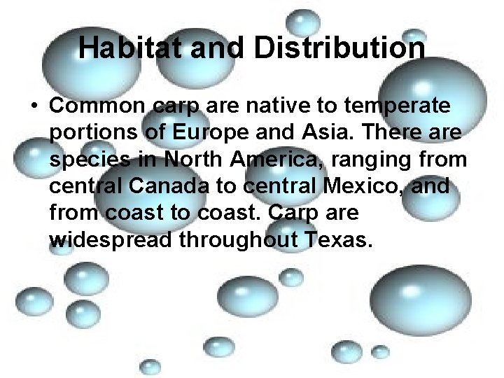 Habitat and Distribution • Common carp are native to temperate portions of Europe and
