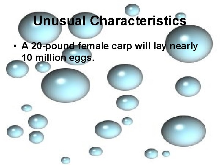 Unusual Characteristics • A 20 -pound female carp will lay nearly 10 million eggs.