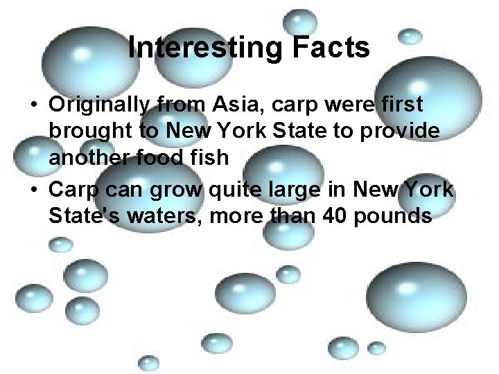 Interesting Facts • Originally from Asia, carp were first brought to New York State
