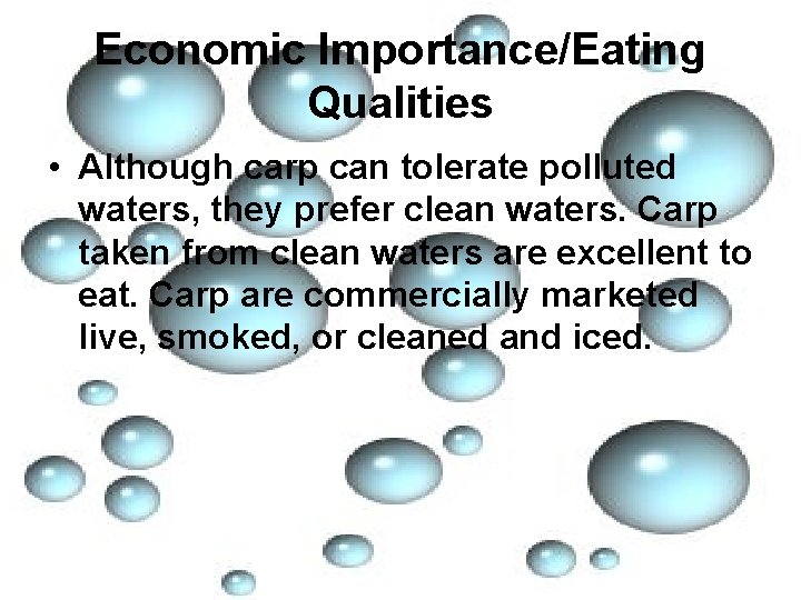 Economic Importance/Eating Qualities • Although carp can tolerate polluted waters, they prefer clean waters.