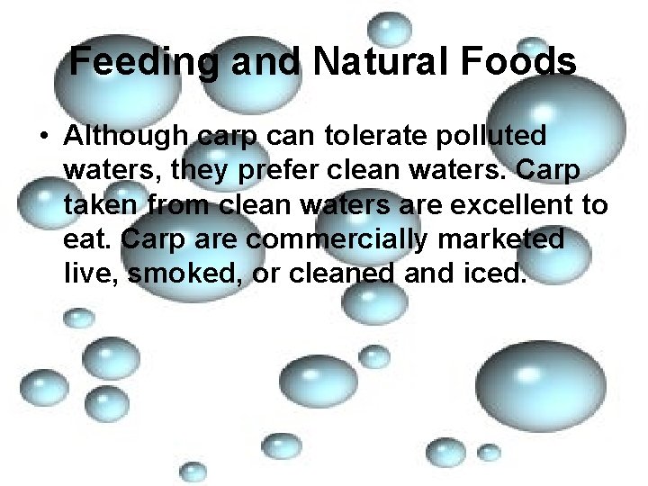 Feeding and Natural Foods • Although carp can tolerate polluted waters, they prefer clean