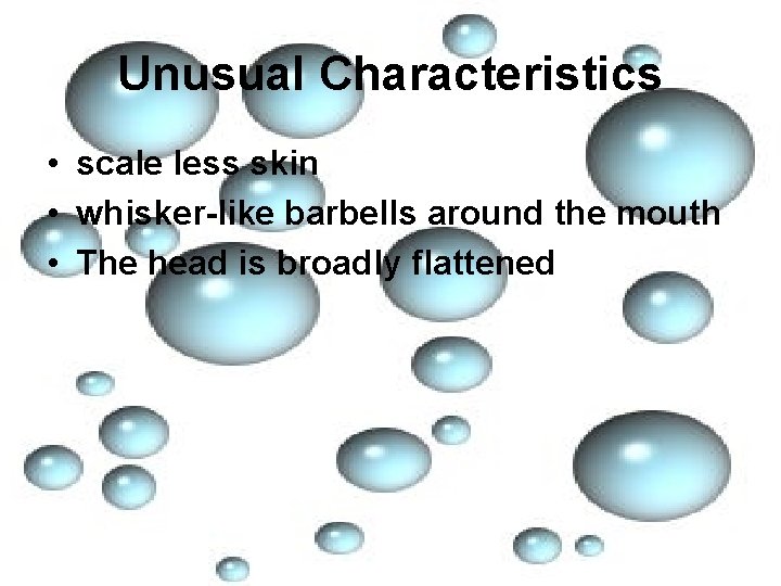 Unusual Characteristics • scale less skin • whisker-like barbells around the mouth • The
