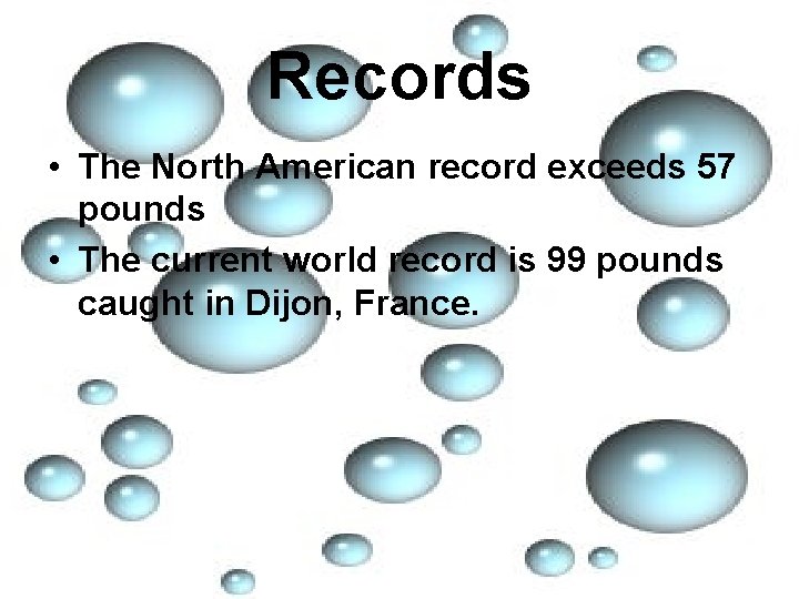 Records • The North American record exceeds 57 pounds • The current world record