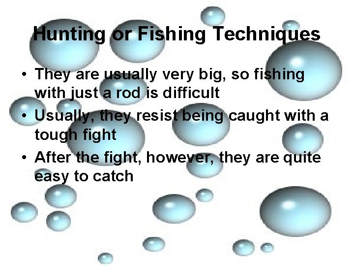 Hunting or Fishing Techniques • They are usually very big, so fishing with just