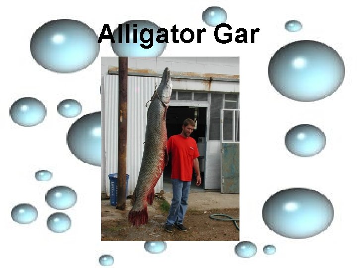 Alligator Gar 