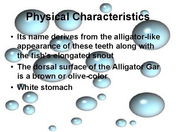Physical Characteristics • Its name derives from the alligator-like appearance of these teeth along