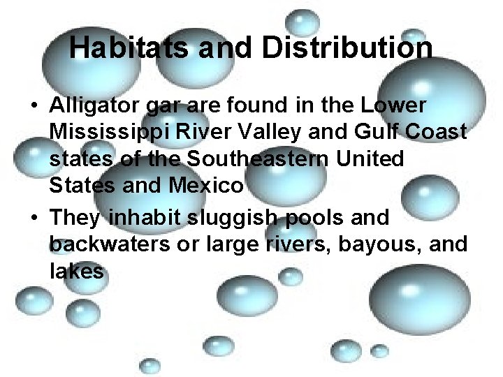 Habitats and Distribution • Alligator gar are found in the Lower Mississippi River Valley