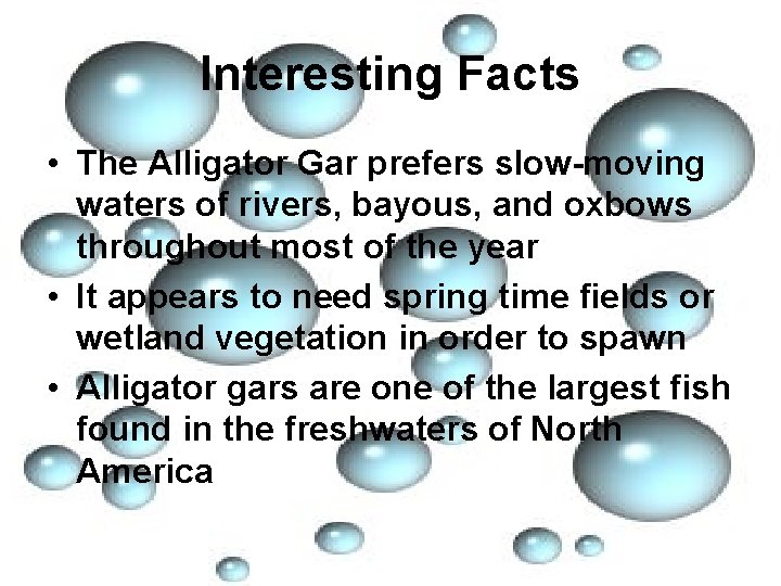 Interesting Facts • The Alligator Gar prefers slow-moving waters of rivers, bayous, and oxbows