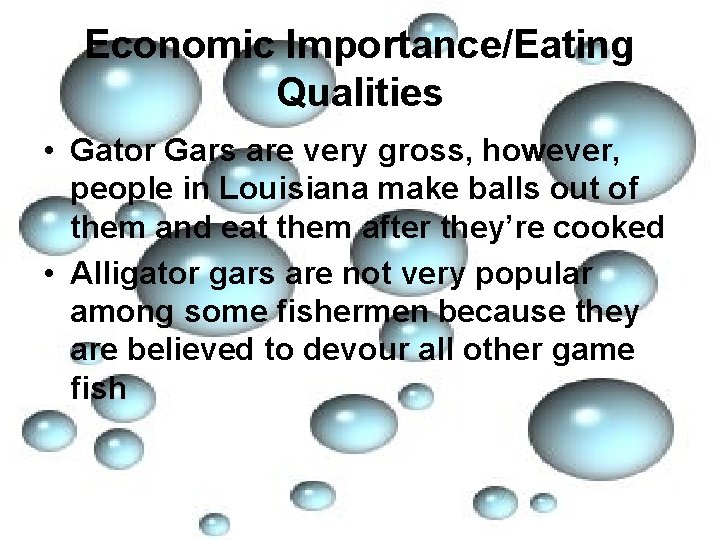 Economic Importance/Eating Qualities • Gator Gars are very gross, however, people in Louisiana make