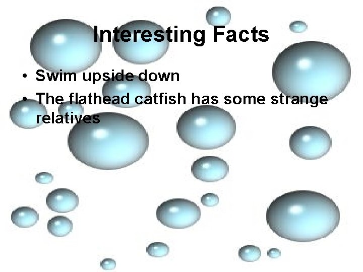 Interesting Facts • Swim upside down • The flathead catfish has some strange relatives