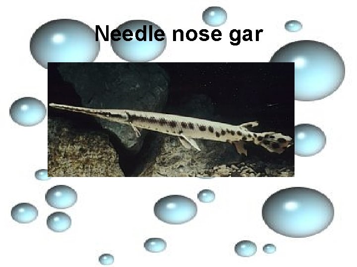 Needle nose gar 