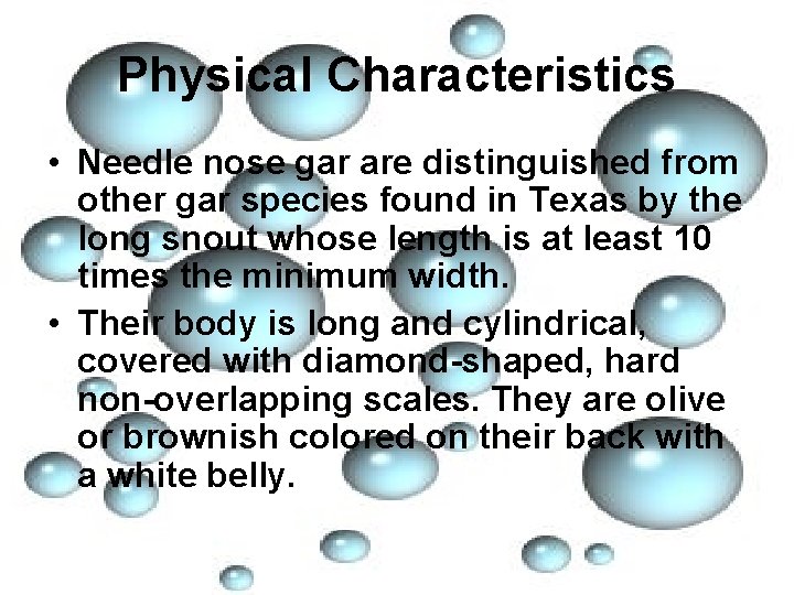 Physical Characteristics • Needle nose gar are distinguished from other gar species found in