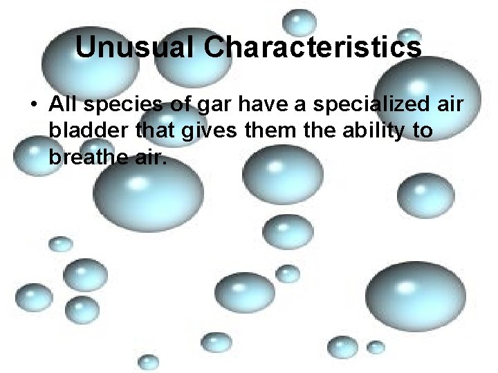 Unusual Characteristics • All species of gar have a specialized air bladder that gives