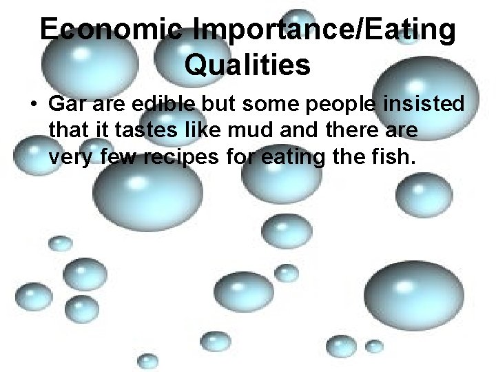Economic Importance/Eating Qualities • Gar are edible but some people insisted that it tastes
