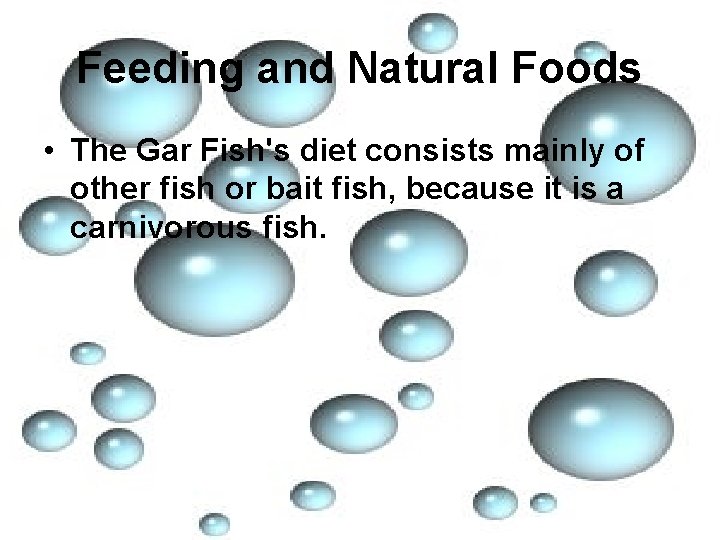 Feeding and Natural Foods • The Gar Fish's diet consists mainly of other fish