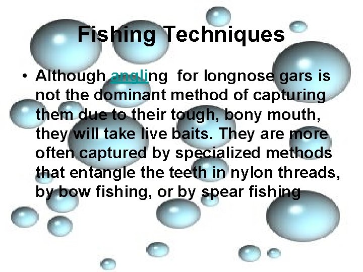 Fishing Techniques • Although angling for longnose gars is not the dominant method of