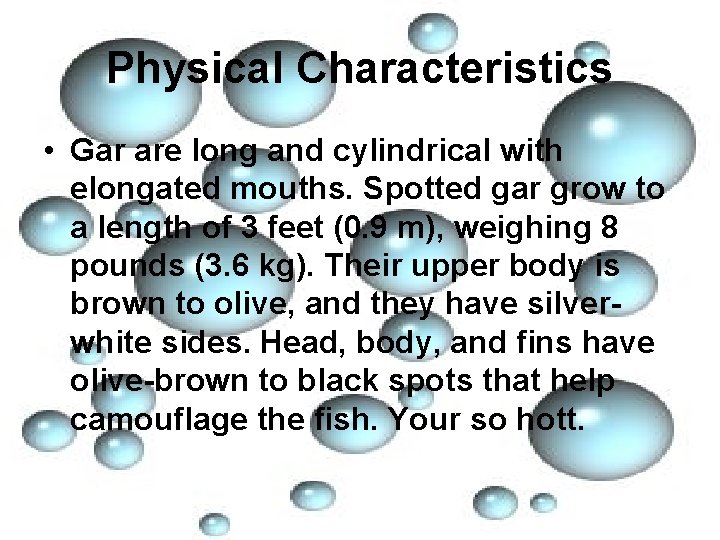 Physical Characteristics • Gar are long and cylindrical with elongated mouths. Spotted gar grow