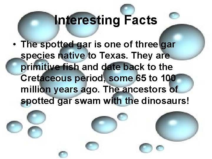 Interesting Facts • The spotted gar is one of three gar species native to