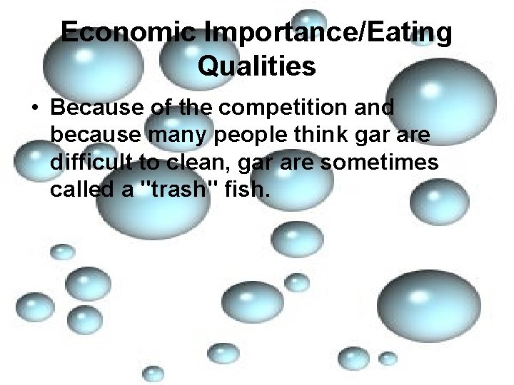 Economic Importance/Eating Qualities • Because of the competition and because many people think gar