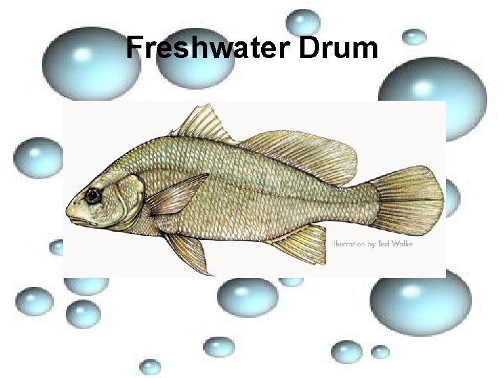 Freshwater Drum 