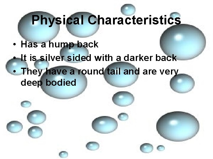 Physical Characteristics • Has a hump back • It is silver sided with a