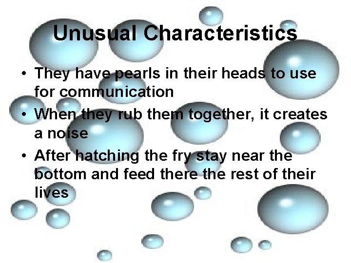 Unusual Characteristics • They have pearls in their heads to use for communication •