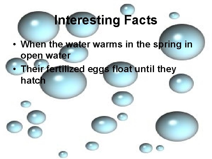 Interesting Facts • When the water warms in the spring in open water •