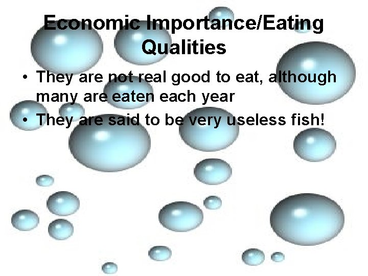 Economic Importance/Eating Qualities • They are not real good to eat, although many are