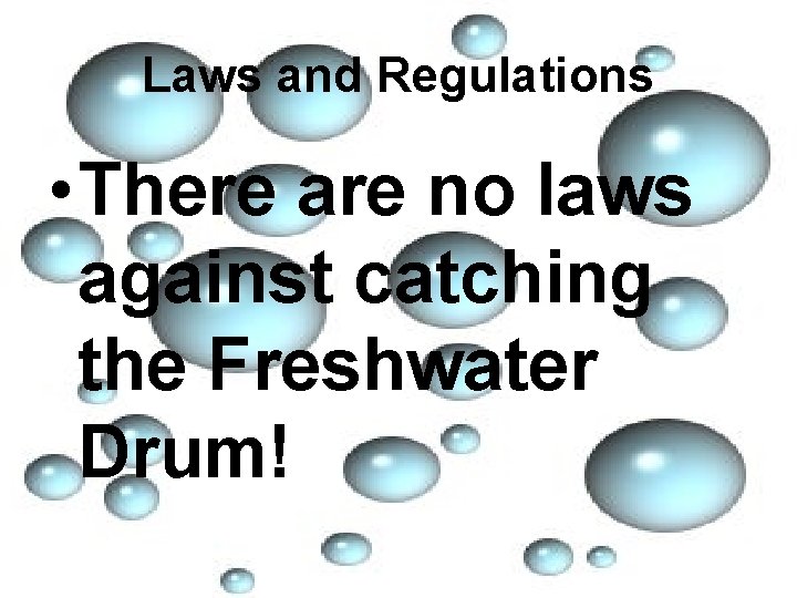 Laws and Regulations • There are no laws against catching the Freshwater Drum! 