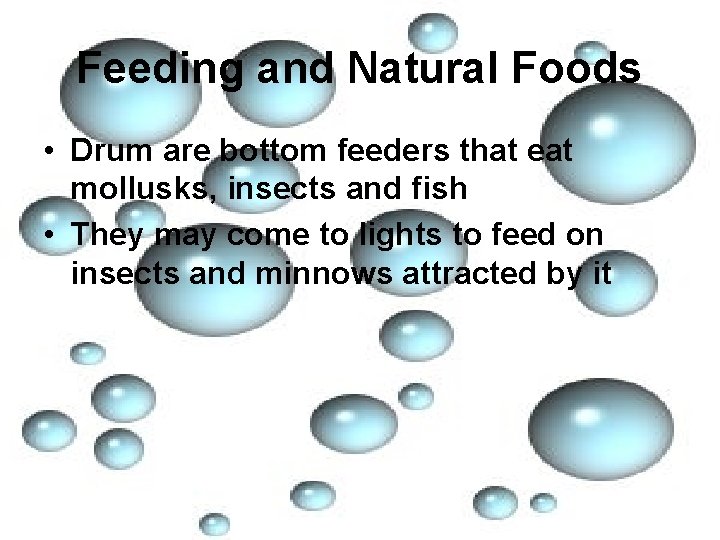 Feeding and Natural Foods • Drum are bottom feeders that eat mollusks, insects and