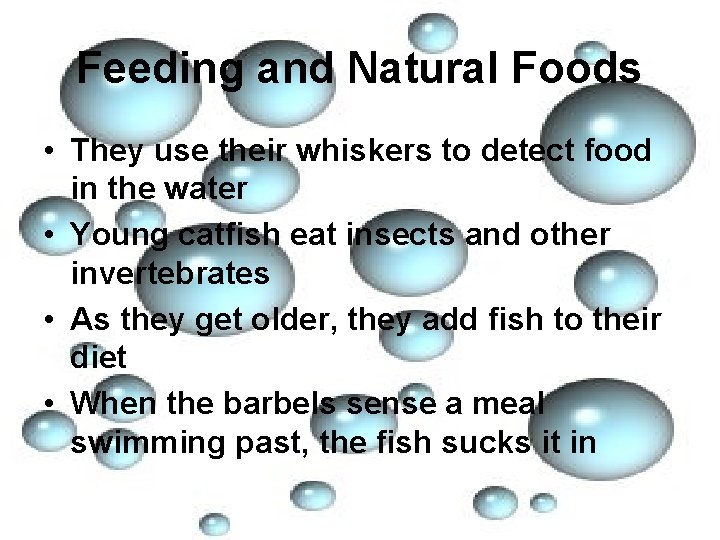 Feeding and Natural Foods • They use their whiskers to detect food in the